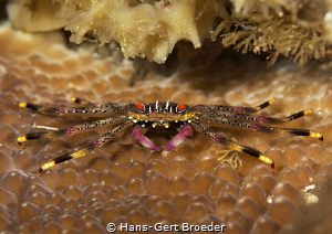 Percnon planissimum by Hans-Gert Broeder 